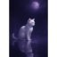 The Zhoulang Cat (美周郎な猫)