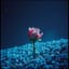 Amour Flétri (Version Album) 