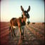 Tangible like a donkey