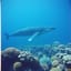 ザトウクジラの歌