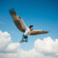 Gonna Fly