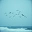 Beware the Seagulls