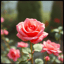 🎵 “La Rosa”