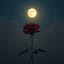 “Night Rose”