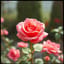 🎵 “La Rosa” (Remastered)