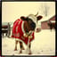 Mooooowy Christmas!!!