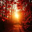 Sonnentanz im Herbst V2