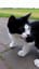 Miauw
