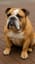 Big Soft Bulldog