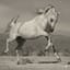 My Wild Filly
