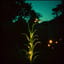 Sugar Cane of Joy