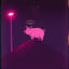 Pig Benis