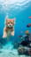 夢見る海猫