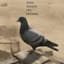 Open Season for Peegion