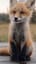 Fox and me