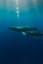 Song of the Deep Blue