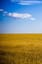 Тому що ми – українці (Автор вірша: Борис Базима. Переспів)