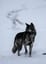 Lone Wolf