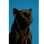 🔥Purrification