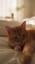 tiny cute cat (Korean remix)