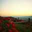 Sur la colline aux roses