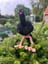 Mittelfinger Vogel 