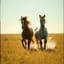 Ponys Im Galopp