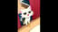 Ay mi gatito miau miau 在你的鼻孔尿尿