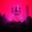 TREVOR PHILIPS – Chaosblume (LIVE RAMPAGE XXXL SESSION)