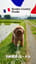九州男児プードル Kyushu Country boy Poodle
