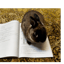 🐰Black nose: Stop reading! Look at me!