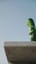 Stachlige Gurke