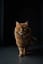 Cat System Self-Instalation