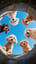 [Hongsem 생각 시리즈 4]  애완견처럼 (Like a Pet)