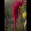 Amaranth
