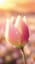 Certitude (確信 French Remix)