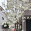 天にモクレンの花を