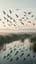 Birds’ Ballet