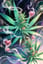 Blown Away (ft. Danja X Timbaland) / Let's Get High Remix