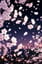 Sakura Hirari In the Night