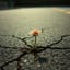 In bloom again