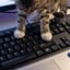ｖ(cat)