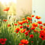 Coquelicots dans mon jardin 2