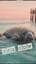 Sea Cow