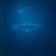 Finding the Diving Whale (Deep sea)