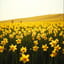Daffodils in my Rhythm