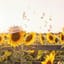 Paper Sun Hat
