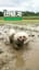 Muddy doggie 田植え