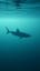 The Shark Heartbeat