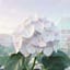 麗しい紫陽花よ